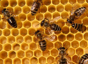 Продукты пчеловодства собранные с собственной пасеки. 