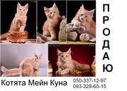 Продаются котята Мейн-Кунов