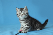 Продаются шотландские прямоухие котята и кошки для выставки и души.