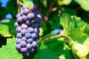 Куплю саженцы винограда