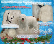Продаю натуральную,  энергетически чистую шерсть южнорусской овчарки.