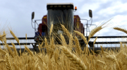 Зерновая компания закупает пшеницу,  ячмень,  кукурузу,  Жмых,  Сою, Рапс..