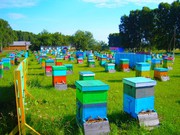 Предприятие покупает мед,  прополис,  воск в Николаевской области.
