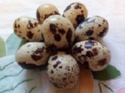 Перепелиные инкубационные яйца белого Техасского бройлера
