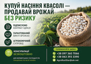 Насіння квасолі білої. Гарантований викуп врожаю