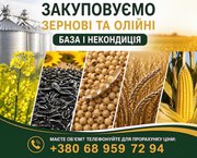 Купуємо зернові,  олійні,  бобові. База,  некондиція